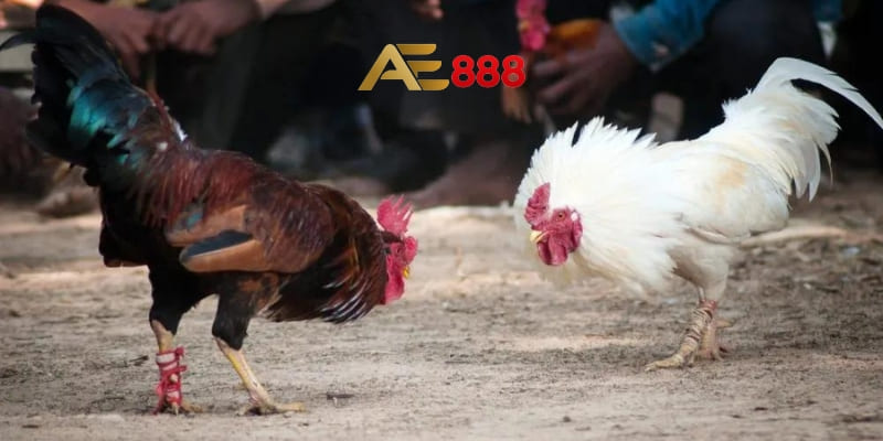 Đá gà online tại AE888